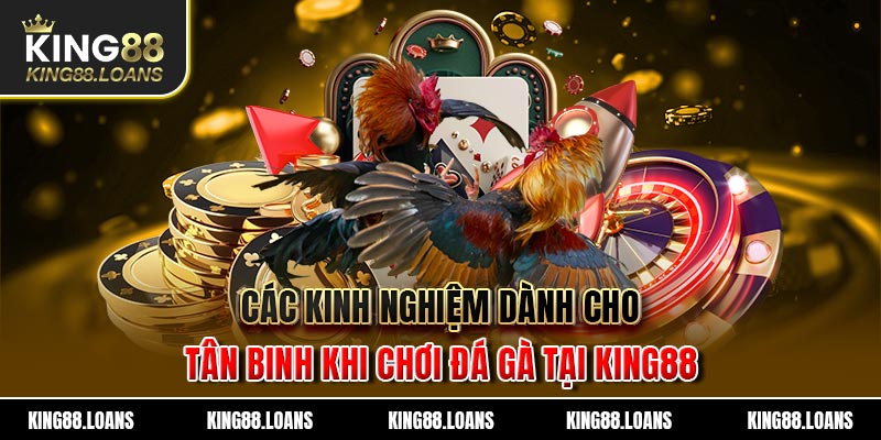 Các kinh nghiệm dành cho tân binh khi chơi chọi gà